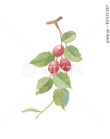 サネブトナツメ 65435387