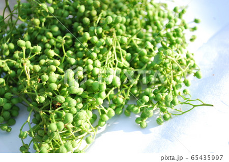 アサクラサンショ アサクラサンショ 65435997