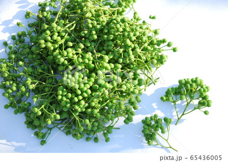 アサクラサンショ 65436005