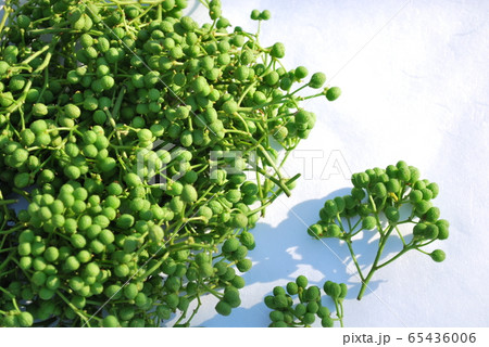 アサクラサンショ アサクラサンショ 65436006