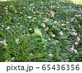 4月下旬、桜の蕾が落ちて草の上でまだ息づく美しさ 65436356