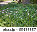 4月下旬、桜の蕾が落ちて草の上でまだ息づく美しさ 65436357