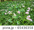 4月下旬、桜の蕾が落ちて草の上でまだ息づく美しさ 65436358