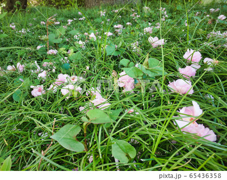 4月下旬、桜の蕾が落ちて草の上でまだ息づく美しさ 65436358