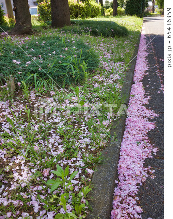 側道に溜まったさくらの花びらが少し寂しい 65436359