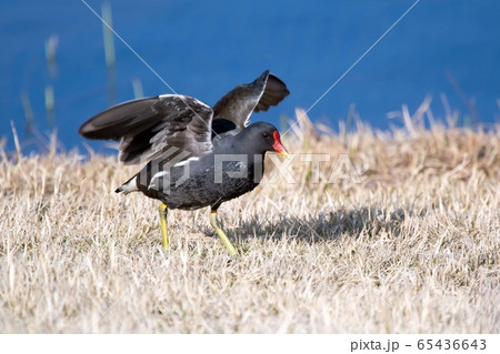 野鳥　バン 65436643