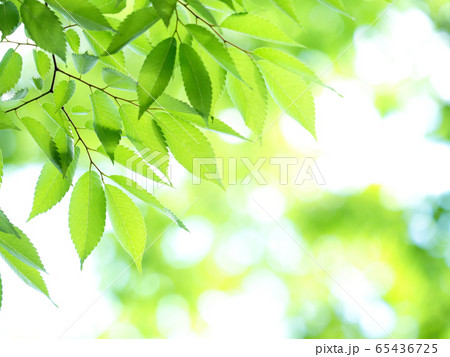 新緑のケヤキの葉 65436725