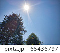 青空と樹木　 65436797