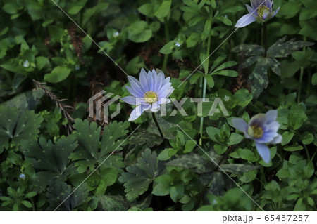 早春のユキワリイチゲ(雪割一華) 早春のユキワリイチゲ(雪割一華) 65437257