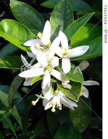 みかんの花の写真素材