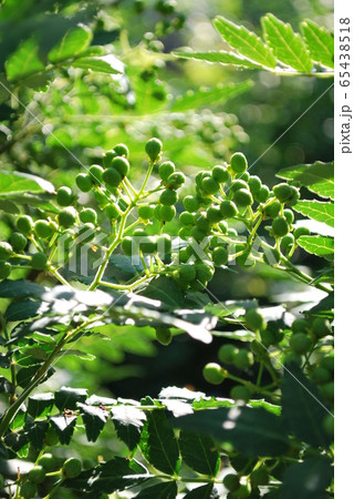 アサクラサンショ アサクラサンショ 65438518