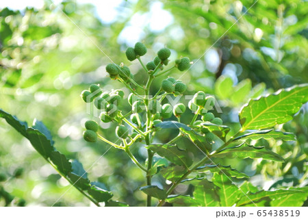 アサクラサンショ アサクラサンショ 65438519