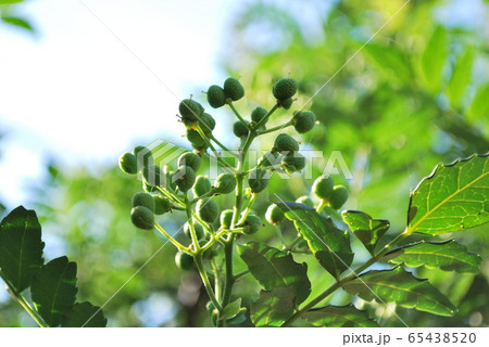 アサクラサンショ アサクラサンショ 65438520