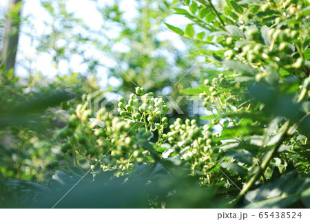 アサクラサンショ 65438524