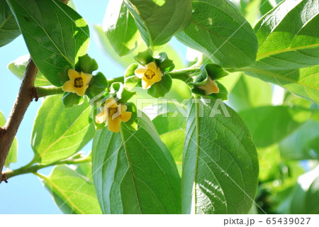 刀根早生柿の花 65439027