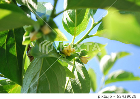 刀根早生柿の花 65439029