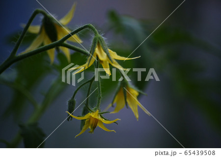 トマトの花 トマトの花 65439508