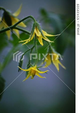 トマトの花 トマトの花 65439509