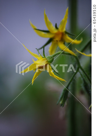 トマトの花 65439510