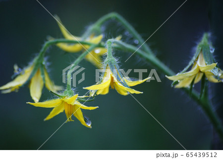 トマトの花 トマトの花 65439512