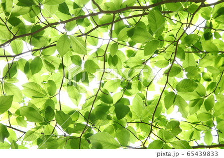 新緑 65439833