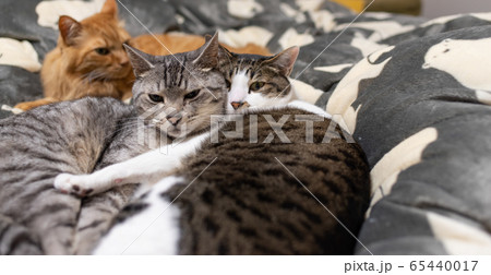 三匹の猫 三匹の猫 65440017