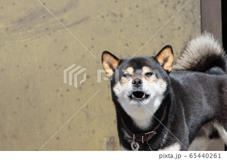 わんわん！ 65440261