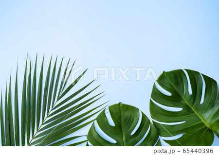 木の葉 葉 草の葉 65440396