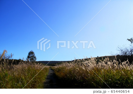 八島湿原 秋 八島湿原 秋 65440654