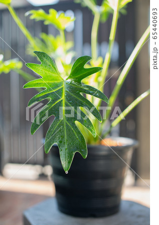 Philodendron xanadu croat. Philodendron xanadu croat. 65440693