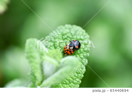 ナミテントウ 65440694