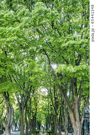 定禅寺通り　ケヤキ並木　仙台市 65441348