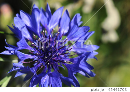 5月　川崎27ﾔｸﾞﾙﾏｷﾞｸ･ｷｸ科･矢車菊 65441708