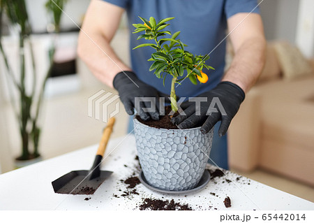 Man transplanting a houseplant calamondin into new big flowerpot Man transplanting a houseplant calamondin into new big flowerpot 65442014