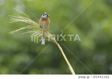 ホオジロ 65442193