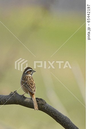 ホオジロ 65442197