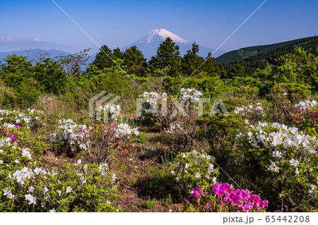 （静岡県）ツツジ咲く初夏の十国峠　富士山眺望 65442208