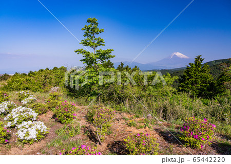 (静岡県)ツツジ咲く初夏の十国峠 富士山眺望 (静岡県)ツツジ咲く初夏の十国峠 富士山眺望 65442220