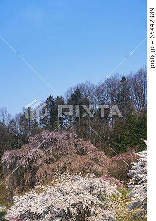 又兵衛桜咲く本郷のさと 65442389