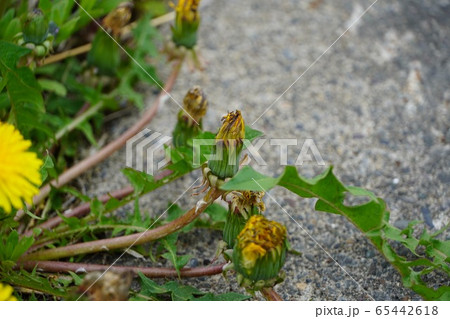 しぼんだお花・たんぽぽ しぼんだお花・たんぽぽ 65442618