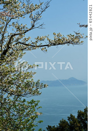 広島県福山市内海町の内浦憩いの森の桜と瀬戸内海 65442821