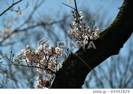 広島県福山市内海町の内浦憩いの森の桜と野鳥 広島県福山市内海町の内浦憩いの森の桜と野鳥 65442829
