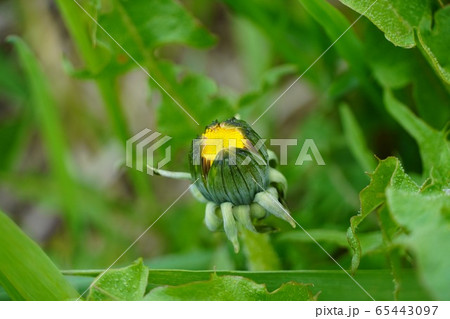 タンポポのつぼみ タンポポのつぼみ 65443097