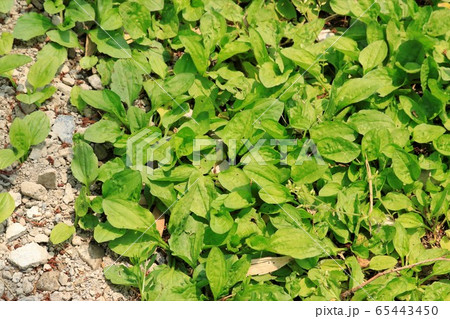 オオバコ群生 65443450