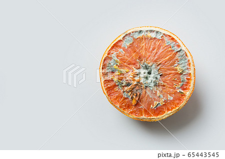 Ugly orange with mold on grey light background. 65443545