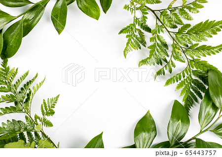 Green frame with branches and leaves on white Green frame with branches and leaves on white 65443757