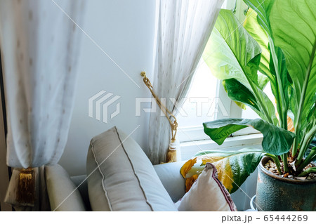 Living room decorated with trees Living room decorated with trees 65444269