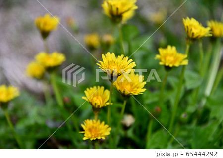 嫁いらず観音のタンポポの花 65444292
