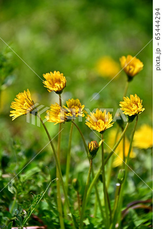 嫁いらず観音のタンポポの花 65444294
