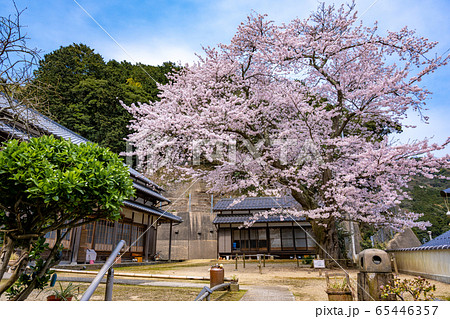 京都府 伊根町の町並み　海蔵寺の桜 65446357